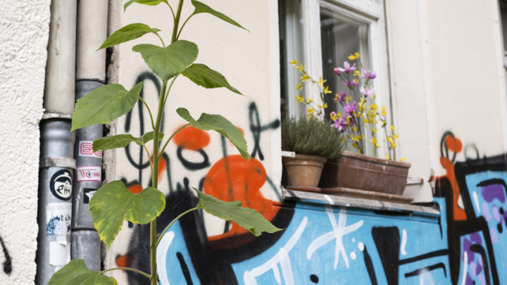 Eine Sonnenblume steht vor einer Hauswand, die mit Graffiti besprüht ist. Blumen stehen auf einer Fensterbank.